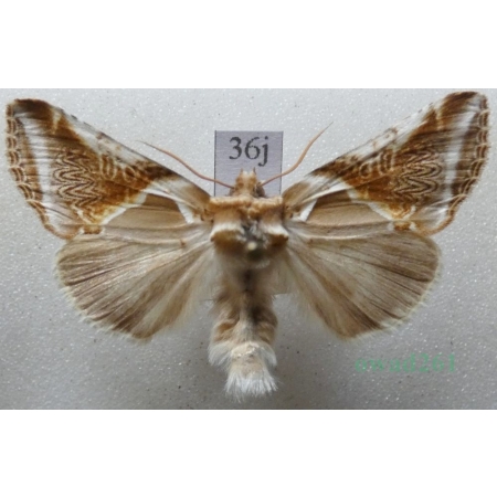 Habrosyne pyritoides (Hufnagel, 1766) Pluszówka agatka Pluszówka agatka Czech36j